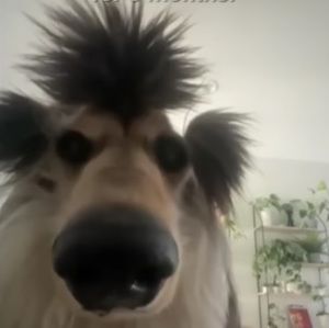 Meet your Posher, Isabel